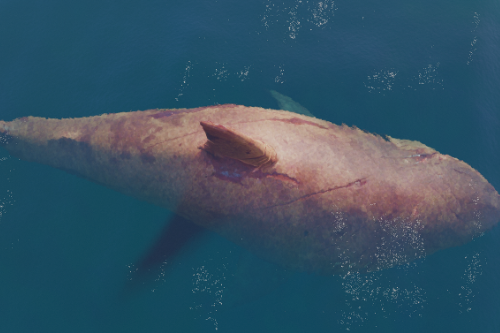 Resized Megalodon Shark  [MEG: Monster of the Depth]